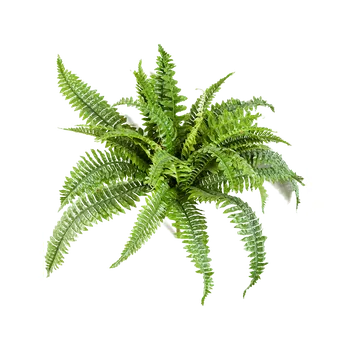 umělá květina Nephrolepis Boston Busch (50cm)-umělá -ý