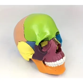 Anatomický model lidské lebky – 15dílný barevný mini model pro výuku anatómie