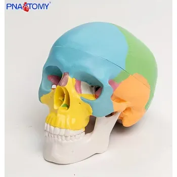 anatomický model Mini anatomický model lebky – 3dílný barevný výukový model (dentální / lékařský)