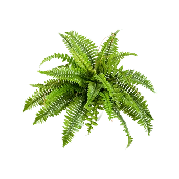 umělá květina Nephrolepis Boston Busch (60cm)-umělá -ý