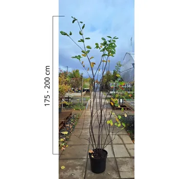 Sazenice Muchovník lamarckův, výška 175-200cm, kontejner