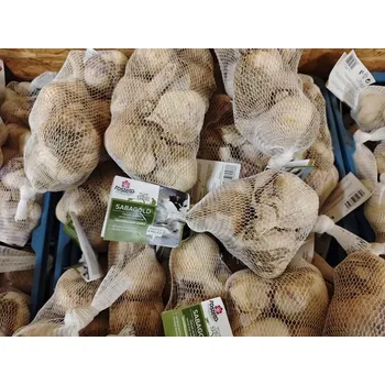 Sazenice Sadbový česnek SABAGOLD 8 palic