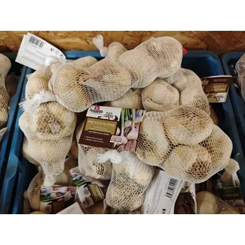 Sazenice Sadbový česnek MESSIDROME 8 palic