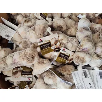 Sazenice Sadbový česnek THERADOR 8 palic