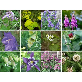 Sazenice Zelená domácnost Semínková víceletá směs pro opylovače - stín/polostín