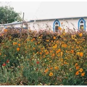 Zahraniční hudba LP Kane Strang: Blue Cheese 2016