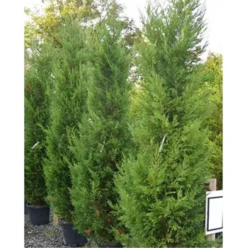 Sazenice Cypřišovec Leylandův Balení: kontejner p9, Tvar: mladá sazenice