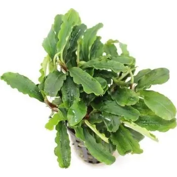 Dekorace do akvária Bucephalandra green velvet AquaFleur