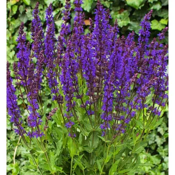 Sazenice Šalvěj hajní ´NIGHT FIELD´, kont. 0,5 l