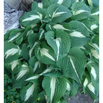 Sazenice Hosta (Bohyška) ´NIGHT BEFORE CHRISTMAS´ kont. 1 l