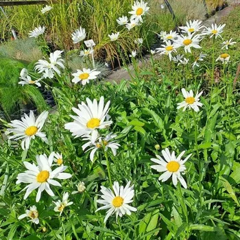 Sazenice Leucanthemum superbum Alaska
