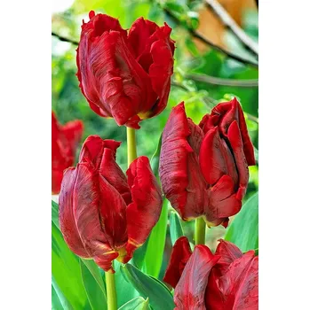 Cibulovina Tulipán Red Madonna 10 ks