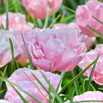 Cibulovina Tulipán Mariage 10 ks