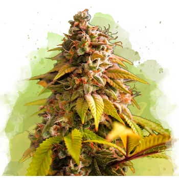 Semeno Nirvana - Bubblelicious Auto 10 ks