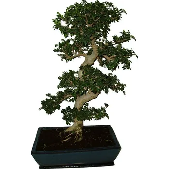 Sazenice Zelkova 730 - pokojové bonsaje prochází obměnou lístečků