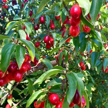 Sazenice DŘÍN JEDLÝ kont. 2L