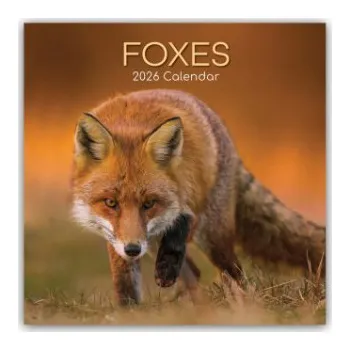 Diář Foxes - Füchse 2026 - 16-Monatskalender (EN)