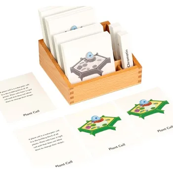 NIENHUIS Názvosloví rostlinných buněk - karty EN