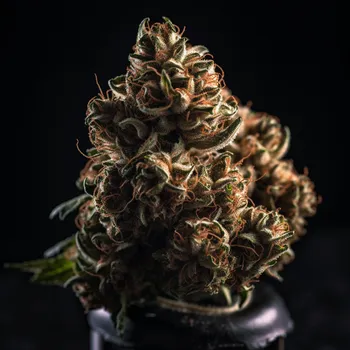 Semeno Vision Seeds Vision Kush Auto Balení: 3ks