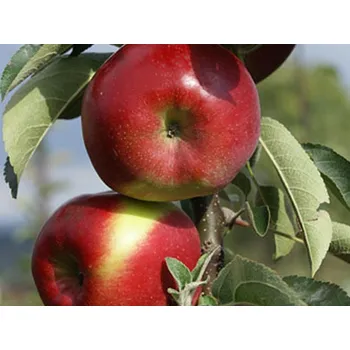 Sazenice Jabloň sloupovitá 'Garden Fountain' Balení: prostokořenný stromek, Podnož: M26