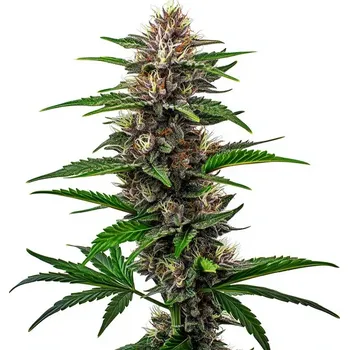 Semeno Semenakonopi.cz Fat Bastard Počet ks Feminizované: 1