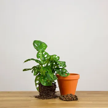 Přesazení rostlin Velká rostlina - Ø 22 - 29 cm / Pro aroidy