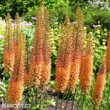 Cibulovina Liliochvostec - Eremurus Cleopatra .: 3 ks