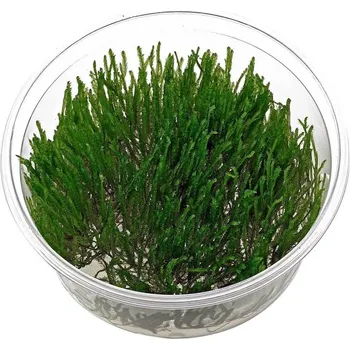 Akvarijní rostlina Peacock moss - Taxiphyllum sp.