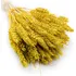 Sušená pšenice žlutá 50 cm