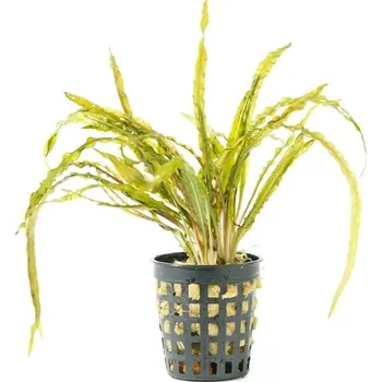 Akvarijní rostlina Cryptocoryne balansae