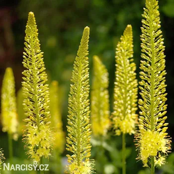 Cibulovina Liliochvostec - Eremurus Bungeii .: 1 ks