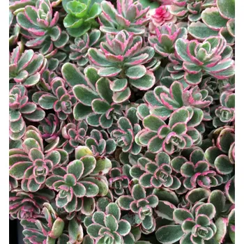 Sazenice Rozchodník pochybný ´VARIEGATUM´ kont. 0,5 l