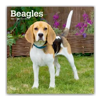 Diář Beagles 2026 - 16-Monatskalender (EN)
