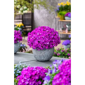 Sazenice Lukon Glads Aubrieta gracilis FLORADO NEON PINK - tařička