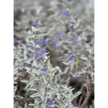 Semeno Ořechokřídlec klandonský 'Sterling Sillver'®