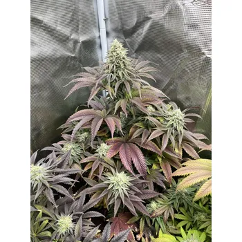 Semeno FastBuds Rainbow Melon Balení: 1ks