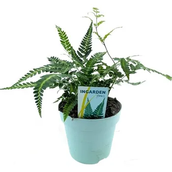 Sazenice Arachnoides aristata - Kapradina pavučinová