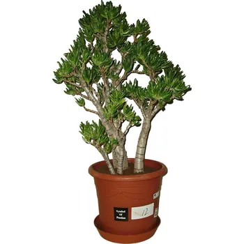 Sazenice Crassula ovata monstrosa tlustice XXL