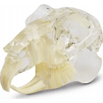 Model zubů - hlodavec