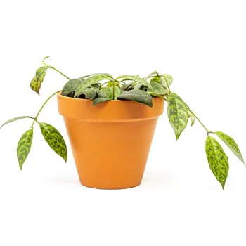 Gardners Aeschynanthus Marmoratus, průměr 12 cm Rděnka