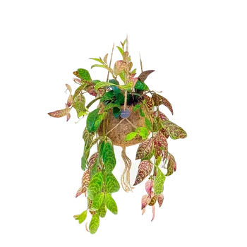 Aeschynanthus (L) Rděnka