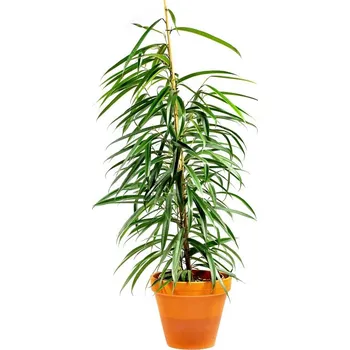 Gardners Ficus binnendijkii Alii, průměr 21 cm Fíkus Ali