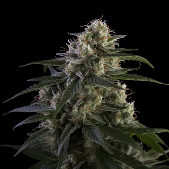 Semeno Vision Seeds Super Skunk Balení: 3ks
