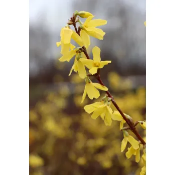 Sazenice Zlatice prostřední 'Arnold Dwarf' 15-20 cm QP