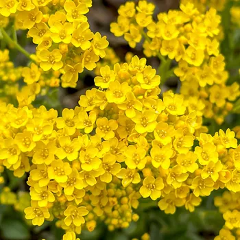 umělá květina Tařice horská žlutá Průměr květináče 9 cm