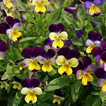 Výsadbový pás Macešky