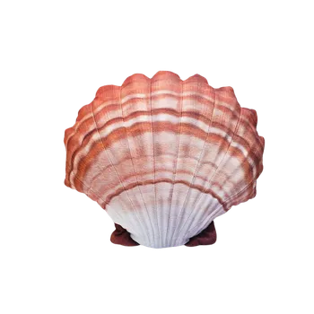 Dekorativní polštářek Gaby Mušle - Hřebenatka plyšová 45cm Barva: oranžová/béžová