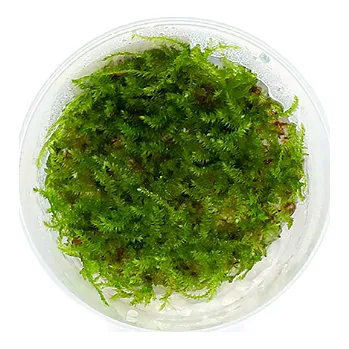 Akvarijní rostlina Vesicularia montagnei (Christmas moss)