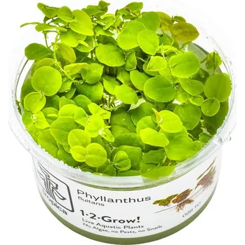 Akvarijní rostlina Tropica plovoucí rostlina Phyllanthus fluitans