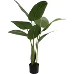 EuroPalms Strelitzia 110 cm zelená